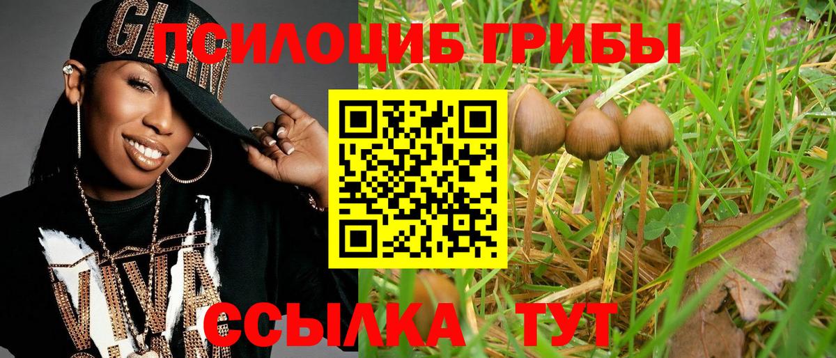 Тутаев  Галлюциногенные грибы Psilocybe  Вход с VPN 